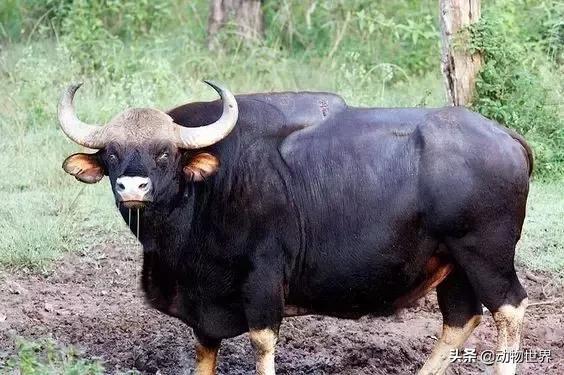 世界上体型最大的牛是什么,世界上体型最大的牛种
