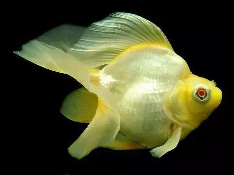 这些五彩斑斓的金鱼养眼又养心,最美的观赏金鱼值得一看