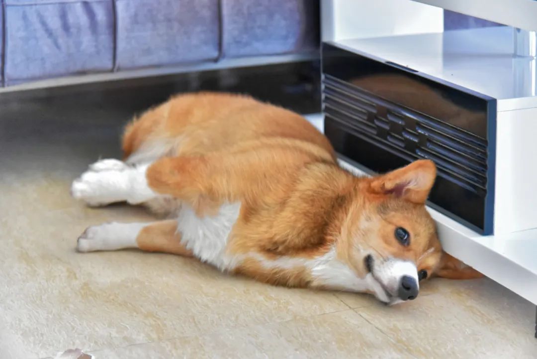 分离焦虑的狗狗怎样纠正,主人对狗狗有分离焦虑症