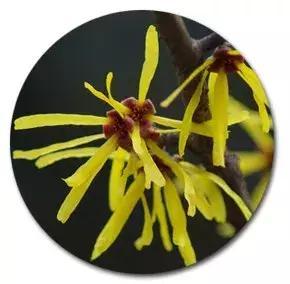 老国货收缩毛孔精华,国货缩毛孔精华