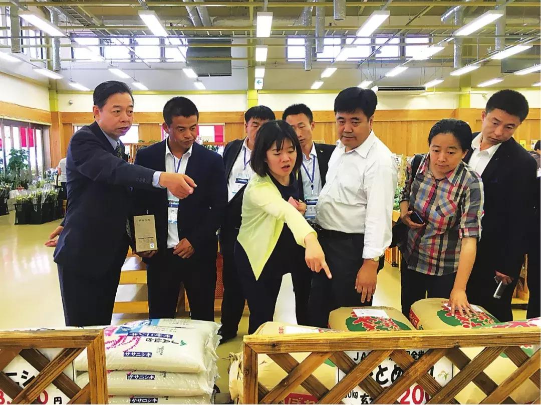 日本葡萄130万一串,日本一串葡萄拍出150万日元高价