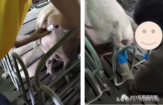 配种时要不要清洗母猪后躯？