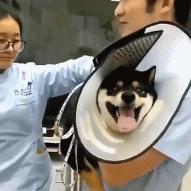 狗子一直咔咔咳和打喷嚏,换季期的狗子一直咳