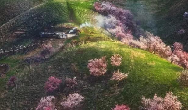 散文：春风桃花十里香，不端酒杯也醉你