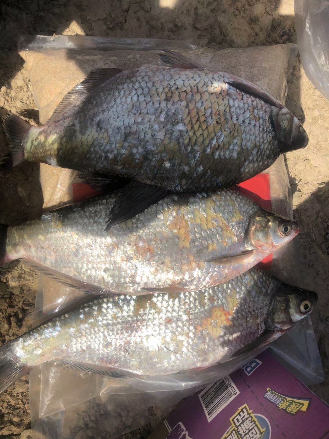 窝米正确打窝方法图解,打窝子的正确方法和技巧