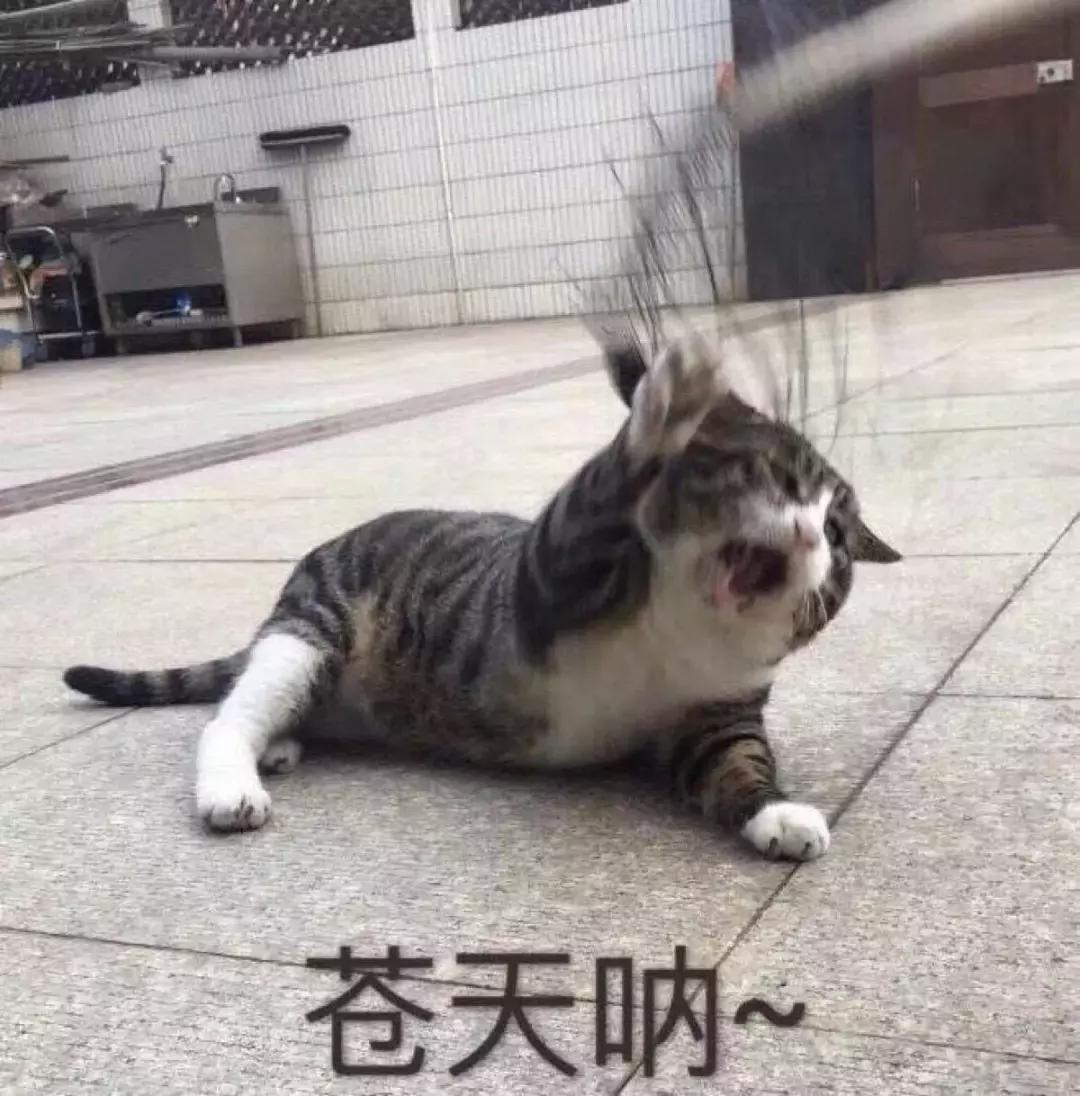 驱蚊器对猫咪的影响,驱蚊产品对猫咪有什么影响