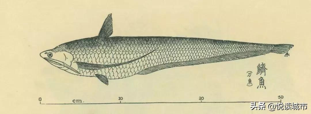上海河道有什么好吃的鱼,上海好吃的鱼种有哪些鱼