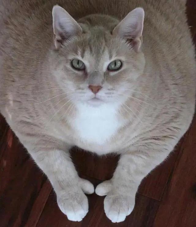 猫咪肥胖怎么减肥最有效,肥猫减肥越减越肥