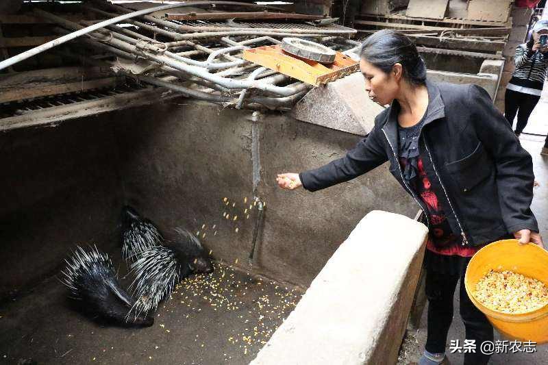 农村小伙靠什么养殖赚钱,农村利润很吓人的10个冷门养殖