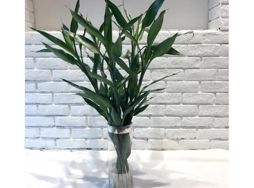 富贵竹会招蚊虫吗,富贵竹有蚊子怎么治