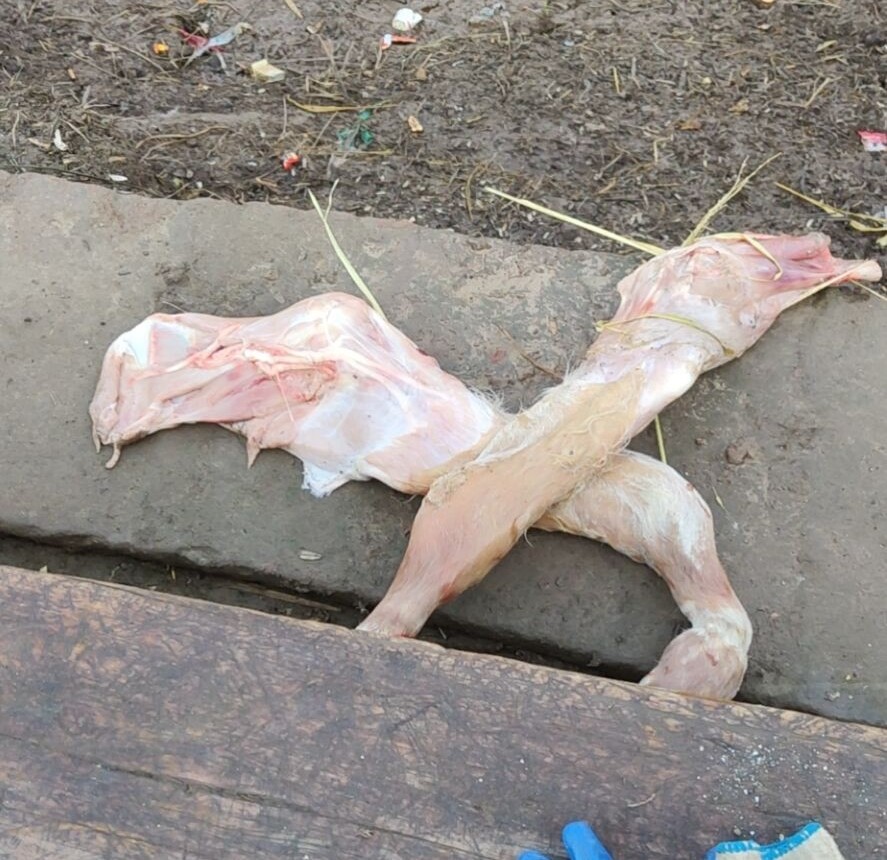 养殖户爆料：不该和夏洛莱配种，小牛腿都扯断了，赔了一万多