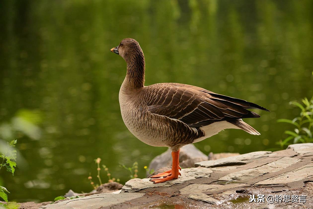 十首顶级哲理诗词名句,经典诗句励志古诗句