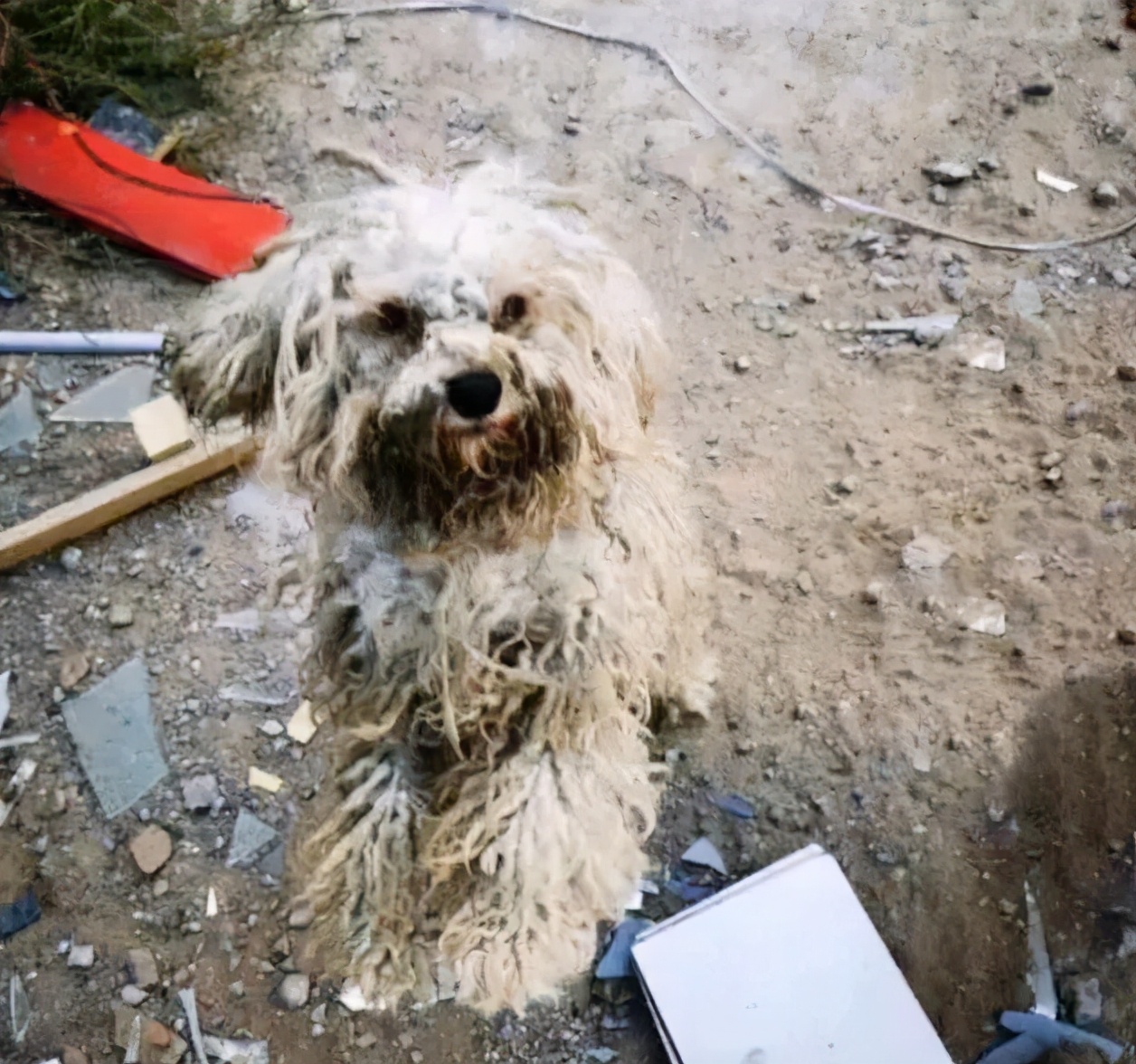 弃养率最高的五种狗,这几种狗弃养率最高太让人心疼了