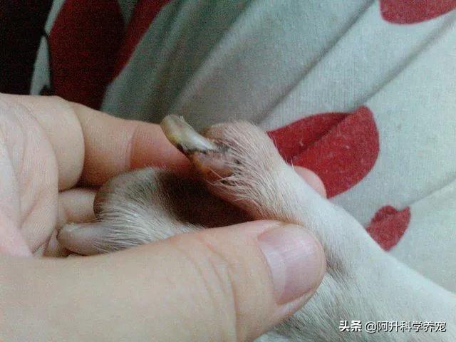 狗狗趾间炎怎么治疗最快最有效,狗狗趾间炎化脓流血怎么处理