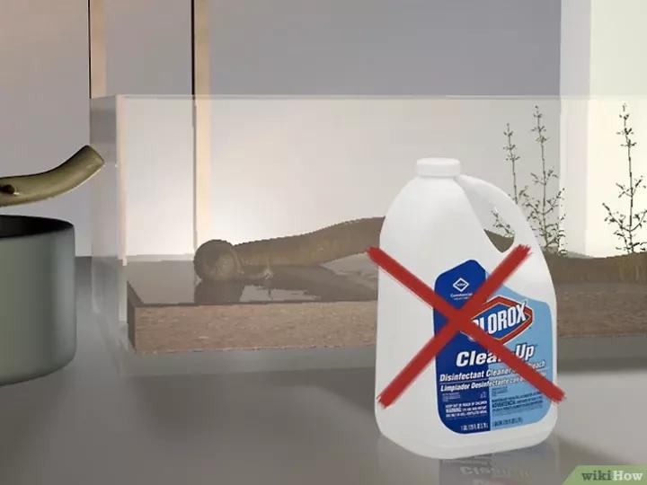 怎么养蜗牛宠物,怎么养野生蜗牛做宠物