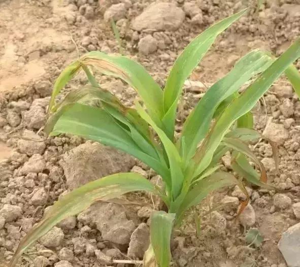 玉米苗前封闭除草剂药害表现,玉米受轻微大豆除草剂药害怎么办