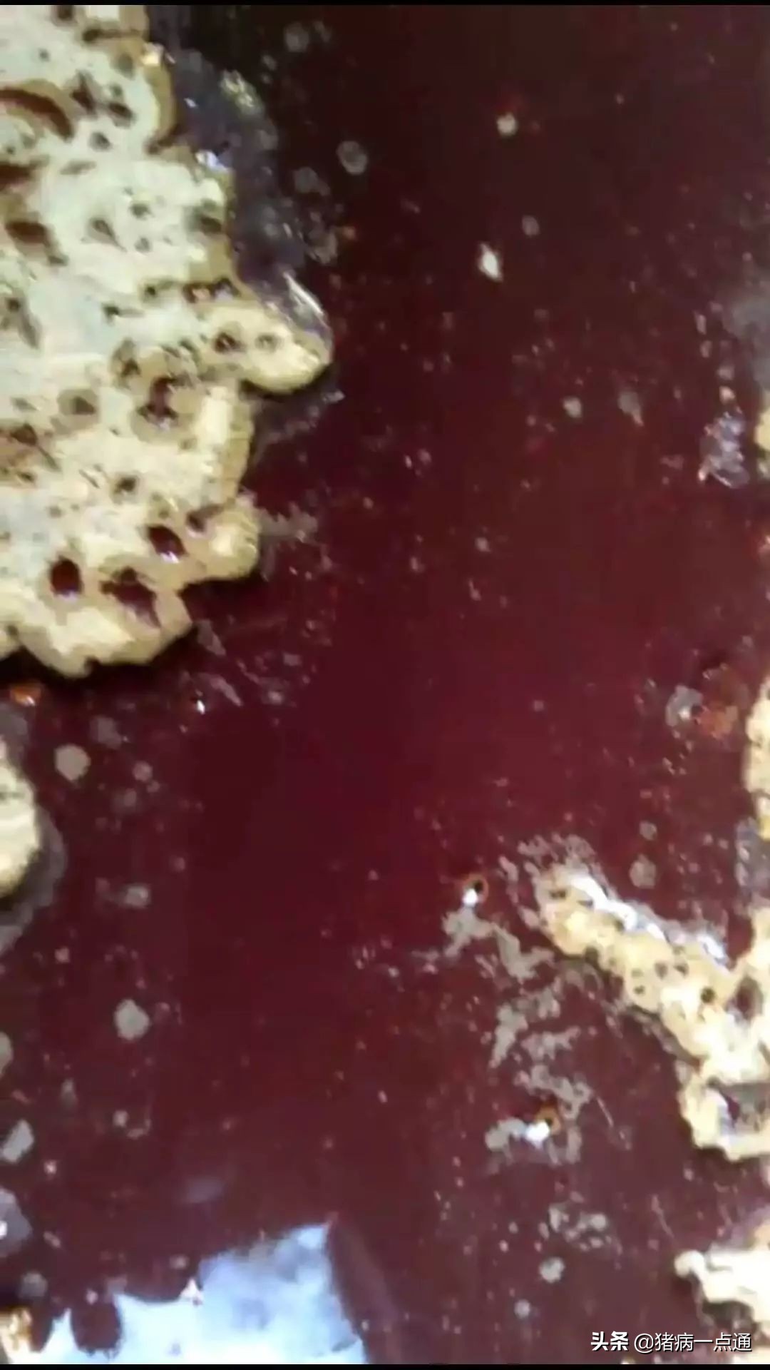 猪血痢的最佳治疗方案,大猪血痢怎么办