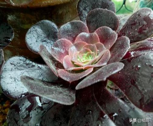 新买的黑法师上盆要不要浇水,黑腐的法师多久能重新上盆