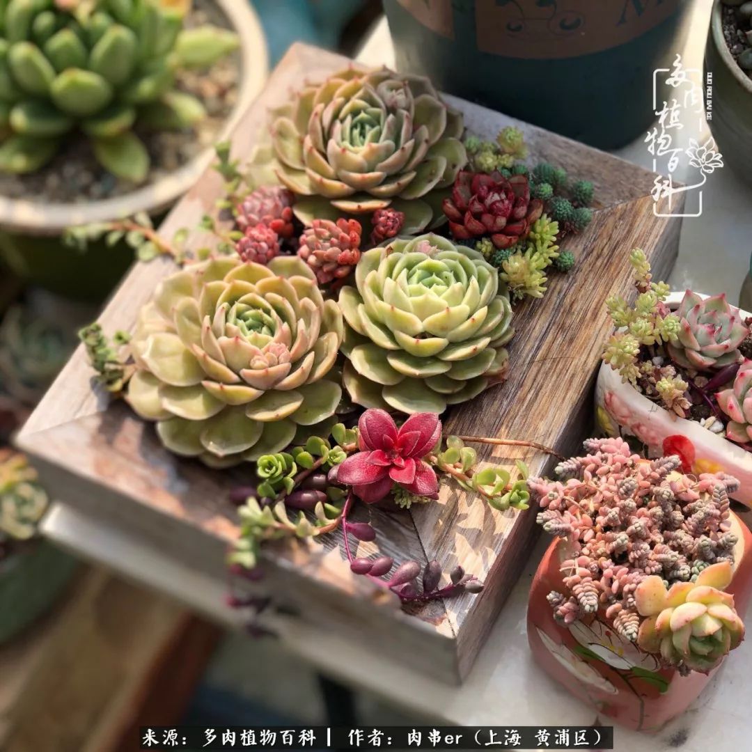 怎么用原相机拍多肉更好看,多肉怎么拍摄好看