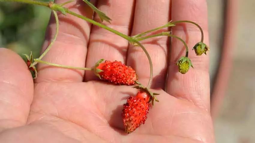 草莓真的打膨胀素了吗,草莓膨大打多了有坏处吗
