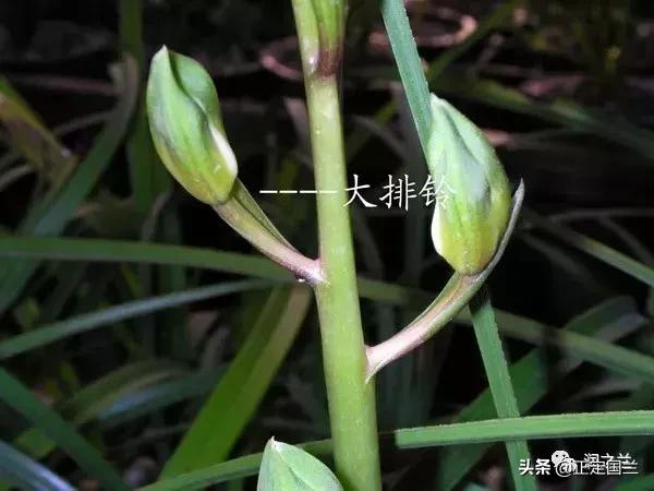 兰花知识大全100种,兰花鉴赏术语100条