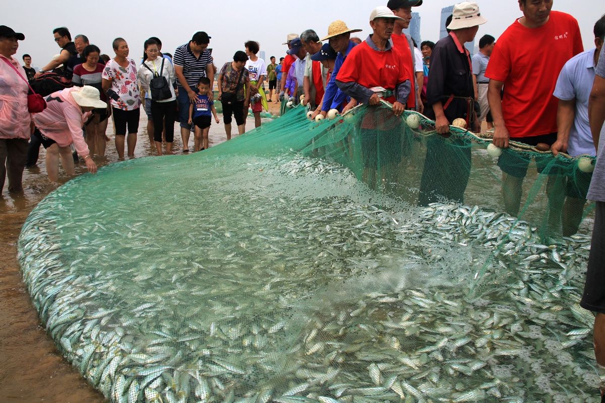 为啥电蚯蚓屡禁不止,电蚯蚓为什么危害环境