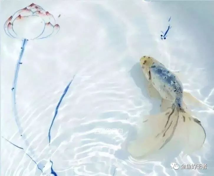 5*级A**金鱼如何评定？懂了这4条，你就是半个金鱼专家