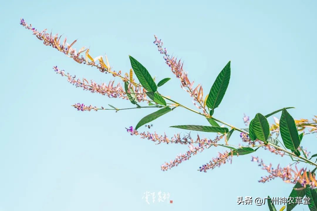 可以泡茶的冷门中药材,中草药泡茶系列有哪些