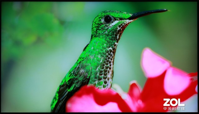 普通大屏电视与华为智慧屏怎么选,华为的智慧屏和电视的区别