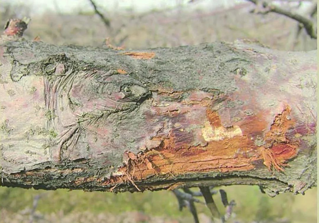 苹果树干干枯怎么回事,苹果枝干类病害图片