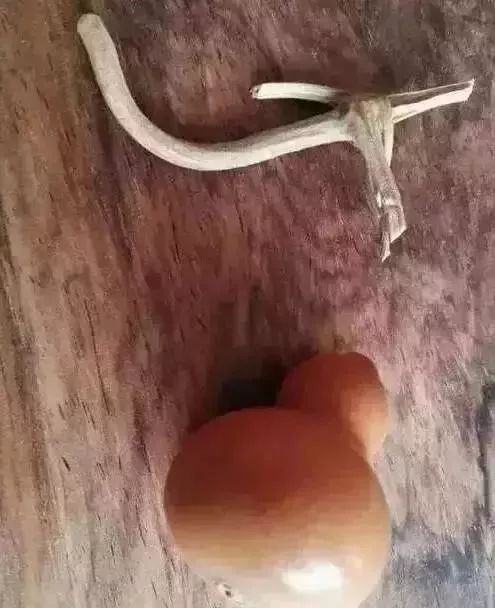 文玩葫芦龙头生虫怎么办,文玩葫芦如何避免损坏龙头