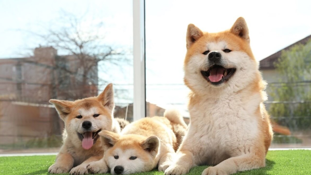 秋田犬的优点和缺点,秋田犬的优点和特点