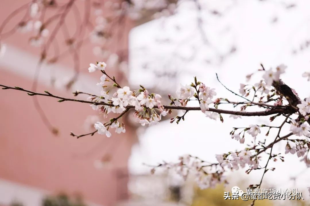 高考择校tips,高考择校指导985211