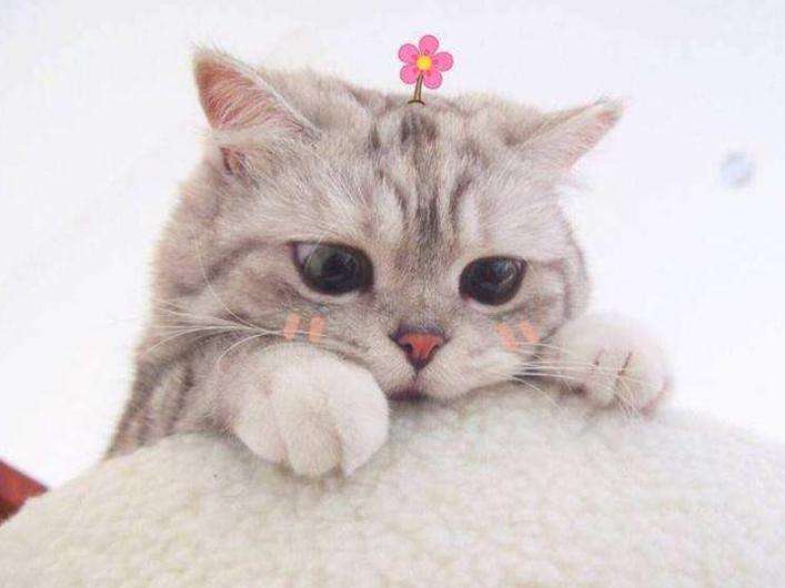 这几类猫会带来好运,对主人忠诚的五种猫