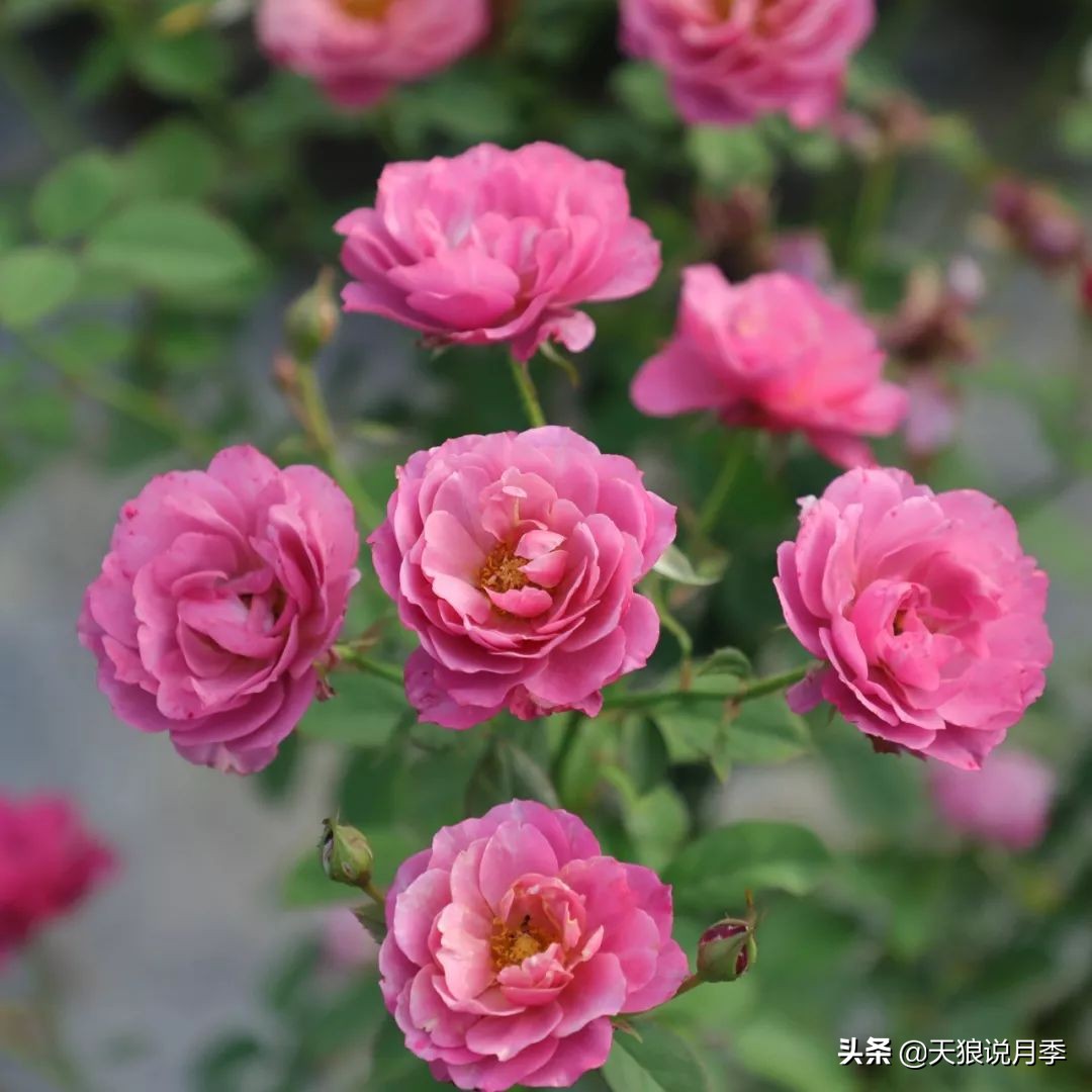 4月最浪漫的一次花开，是171个低价月季小苗带来的巅峰时刻！