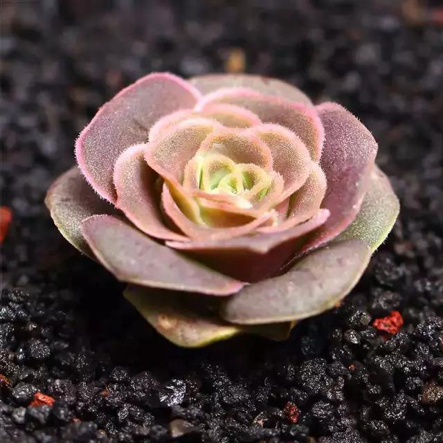 推荐轻松玩转100种常见多肉植物,700种多肉植物图鉴pdf百度云