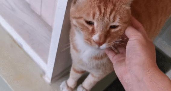 二十多岁进宫,在紫禁城中撸猫8年,她揭开了不为人知的故宫往事