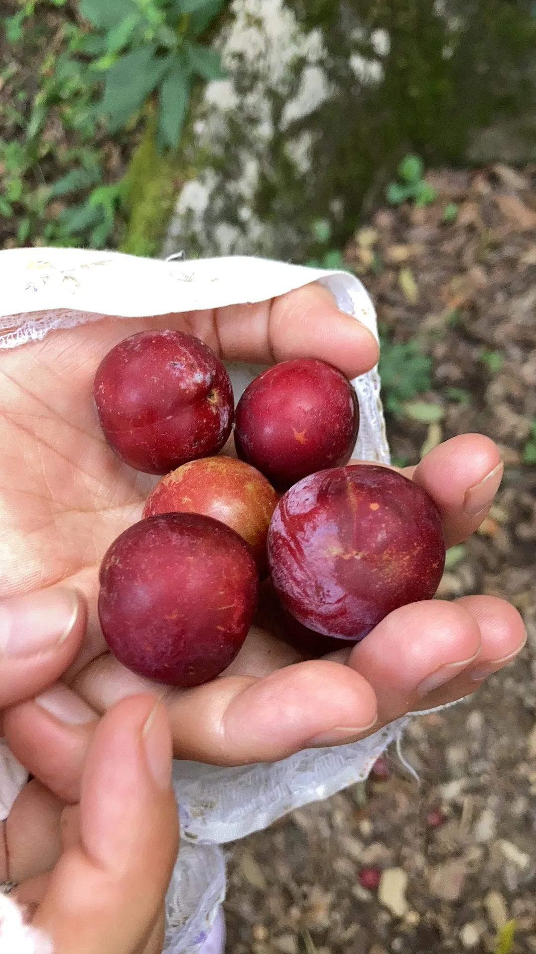 重庆周边摘果子的地方在哪里,重庆12月摘野果