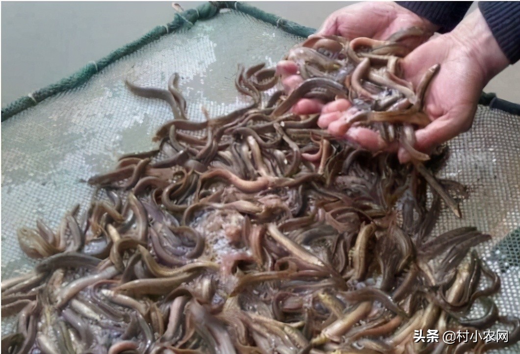 返乡创业养殖黑山羊经历,适合农村创业养殖的6个项目