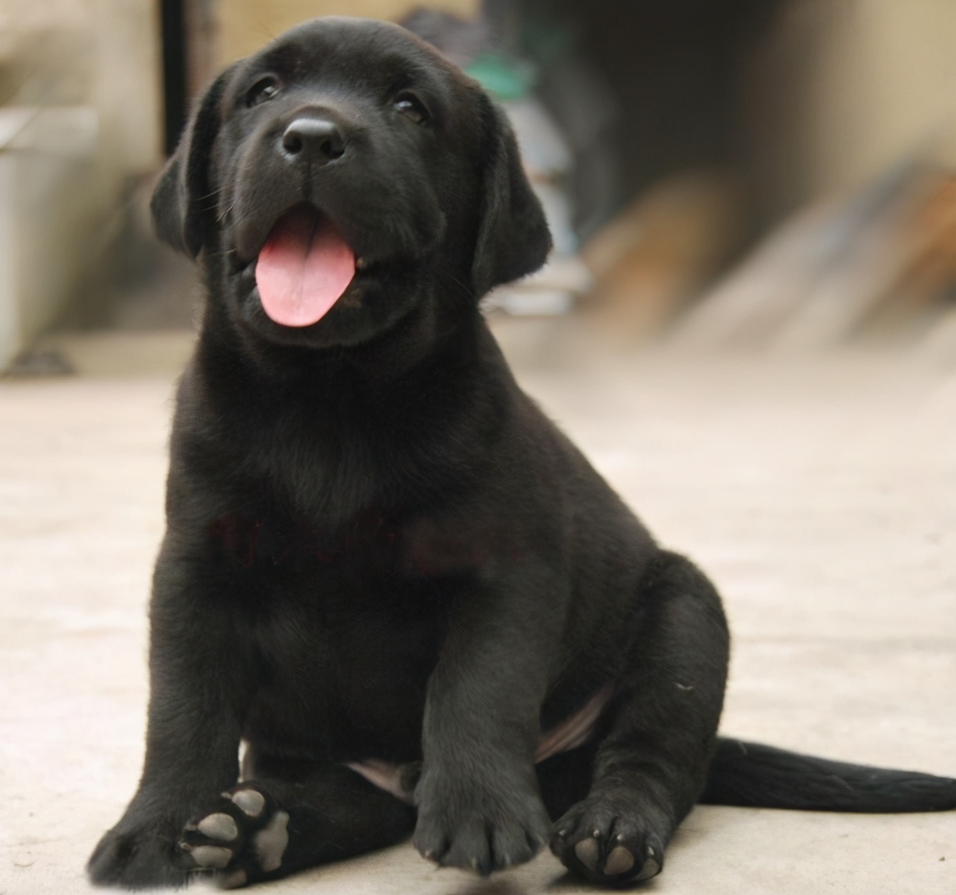 选家狗的正确方法和技巧,懂行的人怎么选狗