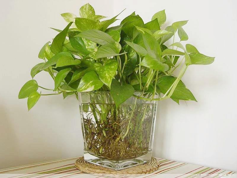 水培花卉叶发黄了怎么解决,刚种的水培花卉叶子发黄怎么办