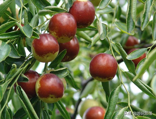 冬枣为啥是沾化特产,沾化冬枣几月成熟