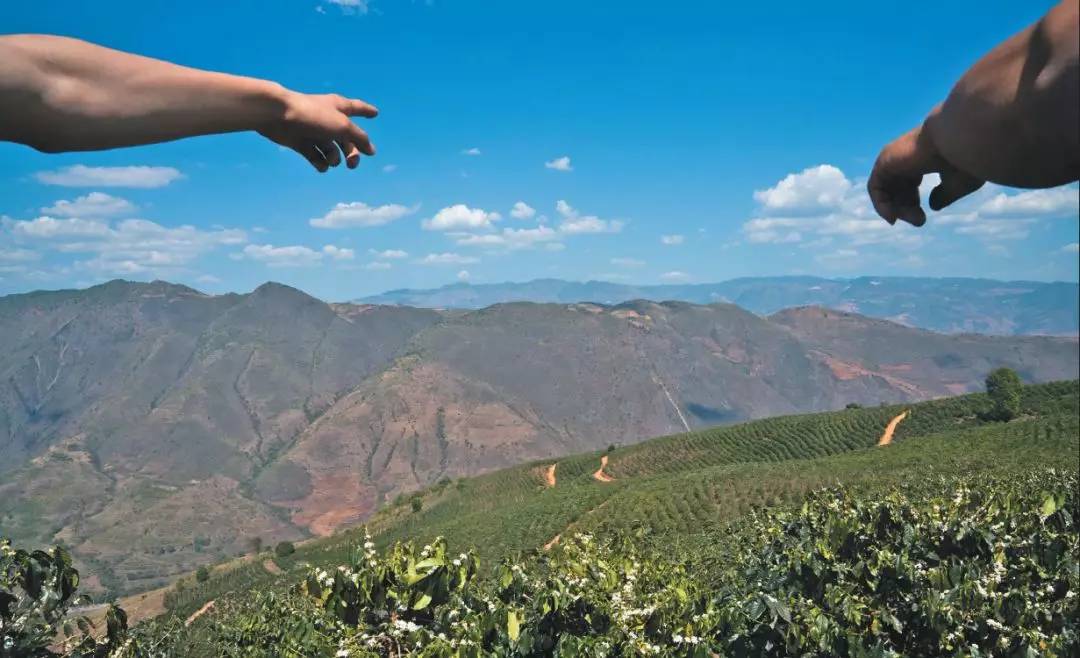 云南小粒咖啡产业现状及发展前景,云南小粒咖啡炭烧风味咖啡