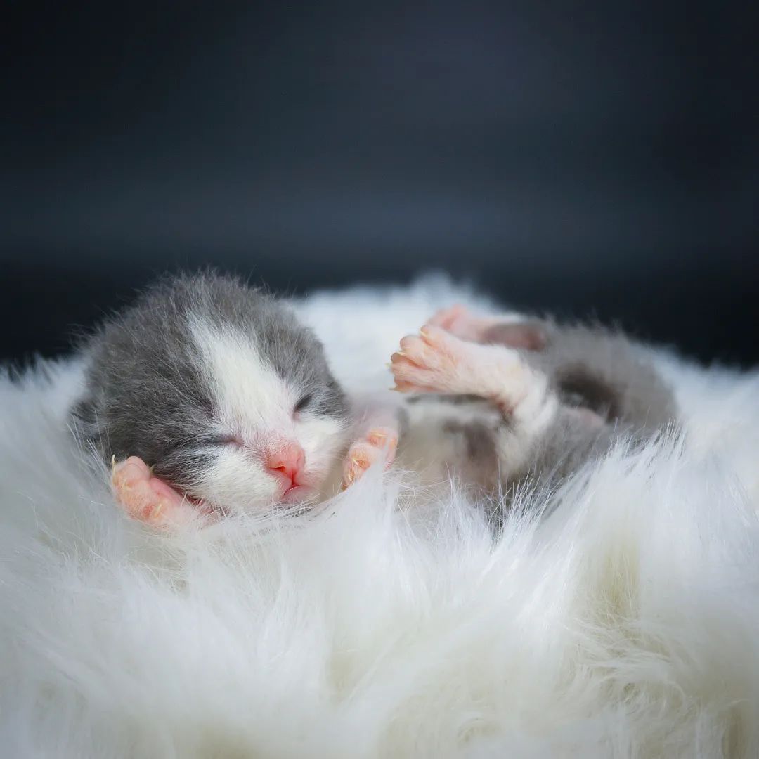 母猫下奶食谱,猫宫庄园