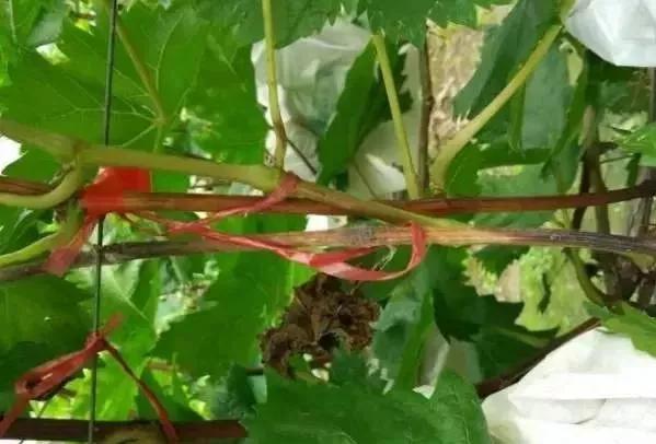 有关葡萄的病症,葡萄新梢病害图谱