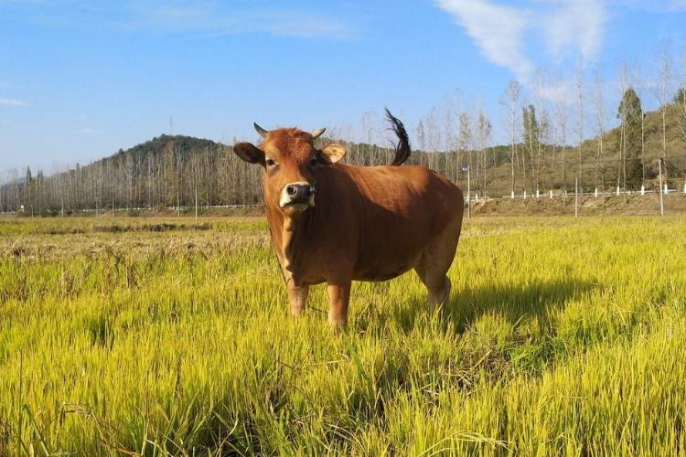 如何喂养牛,养黄牛要喂什么饲料好