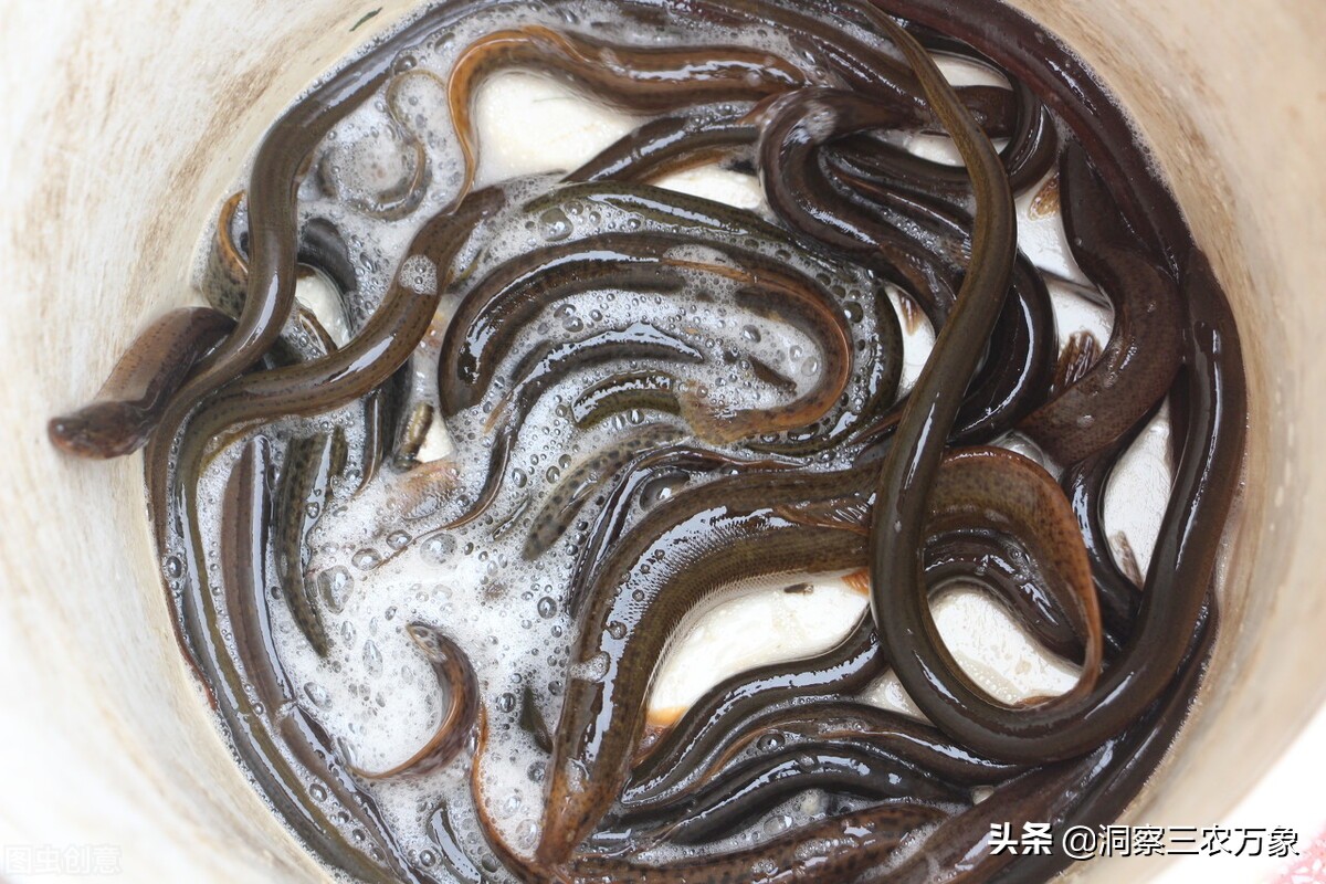 低成本黄鳝养殖教程,黄鳝网箱养殖收益