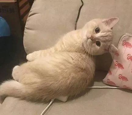 一只灵魂画手遇到猫,分享一组灵魂画手的作品