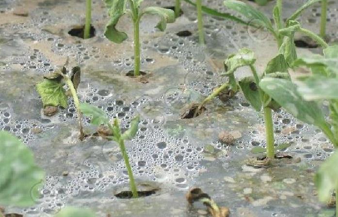 怎样防治西瓜立枯病和枯萎病?