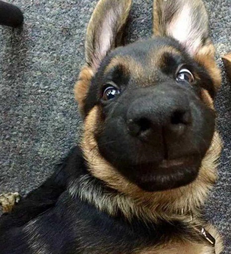 你能读懂狗的肢体语言吗,如何看德牧的性格